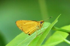 Cupitha purreea