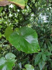 Vitis pseudoreticulata