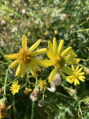 Senecio inaequidens