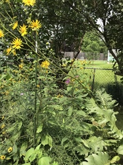 Silphium terebinthinaceum