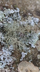 Ramalina intermedia