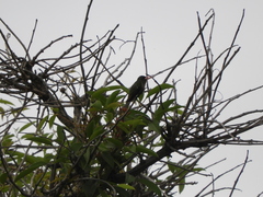Hylocharis chrysura