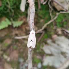 Spilarctia subcarnea