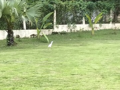 Bubulcus ibis coromandus