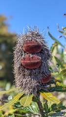 Banksia serrata