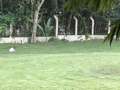 Bubulcus ibis coromandus