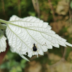 Apoderinae