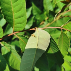 Drabescus