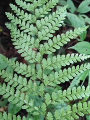 Microlepia pseudostrigosa