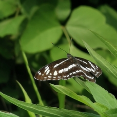 Limenitis sulpitia