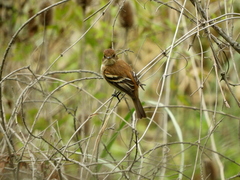 Myiophobus fasciatus
