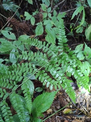 Microlepia pseudostrigosa