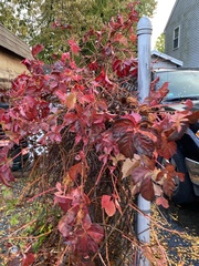 Parthenocissus