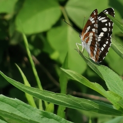 Limenitis sulpitia