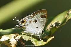 Hypolycaena othona