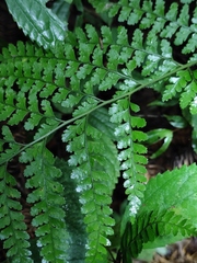 Microlepia pseudostrigosa