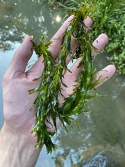 Egeria densa