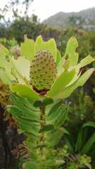 Leucadendron strobilinum
