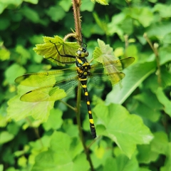 Epophthalmia elegans