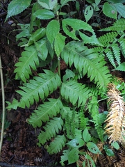 Woodwardia unigemmata