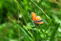 Lycaena hippothoe