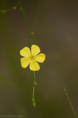 Linum medium