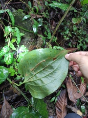 Smilax riparia
