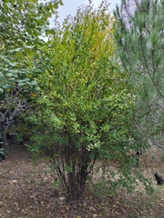 Punica granatum