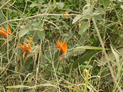 Strelitzia reginae