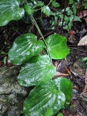 Smilax riparia