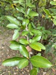 Punica granatum