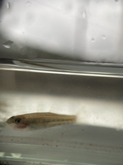 Gobiomorphus australis