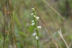 Spiranthes casei casei