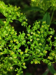 Patrinia monandra