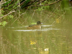 Heteronetta atricapilla