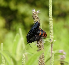 Colpacampsomeris indica