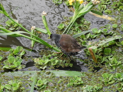 Porphyriops melanops