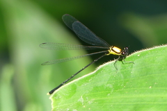Coeliccia chromothorax