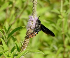 Colpacampsomeris indica