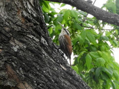 Lepidocolaptes angustirostris