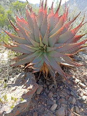 Aloe glauca