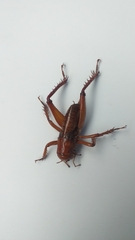 Cratomelus armatus