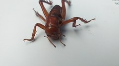 Cratomelus armatus