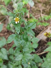 Bidens pilosa minor