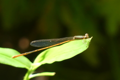 Aciagrion pallidum