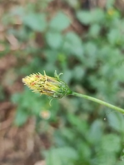 Bidens pilosa minor
