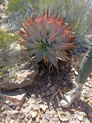 Aloe glauca