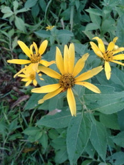 Heliopsis