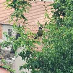 Spizixos semitorques