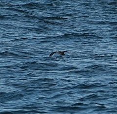 Procellariidae